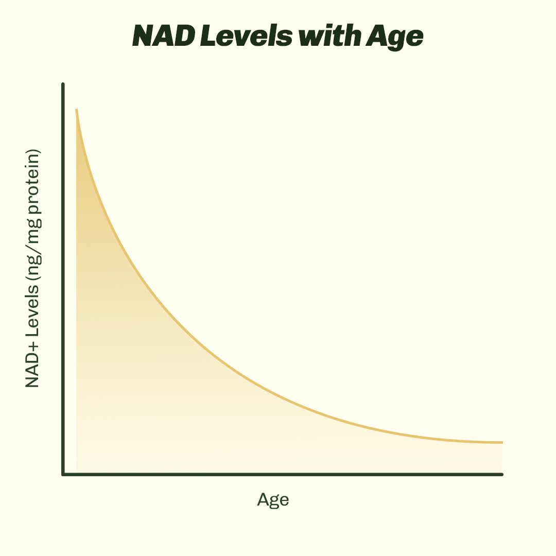 NAD+ Nicotinamide Riboside